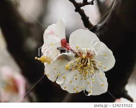 春の訪れを告げる雨上がりの白梅の花 春の訪れを告げる雨上がりの白梅の花 124233522