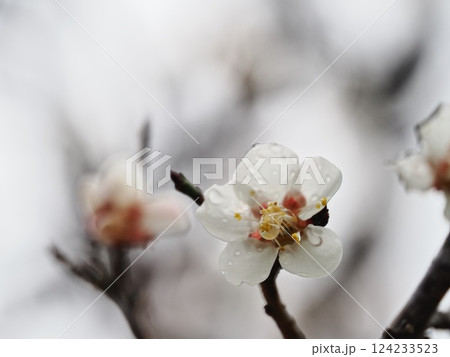 春の訪れを告げる雨上がりの白梅の花 124233523
