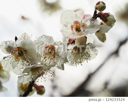 春の訪れを告げる雨上がりの白梅の花 春の訪れを告げる雨上がりの白梅の花 124233524