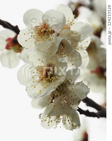 春の訪れを告げる雨上がりの白梅の花 124233526