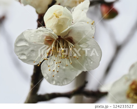 春の訪れを告げる雨上がりの白梅の花 124233527