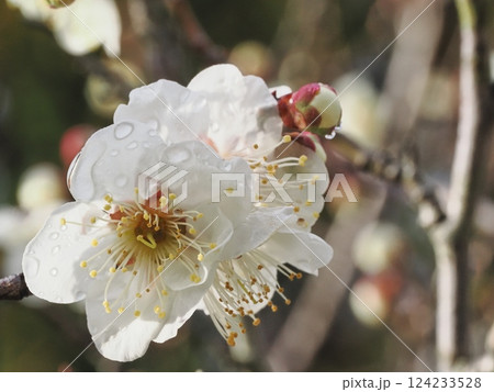 春の訪れを告げる雨上がりの白梅の花 春の訪れを告げる雨上がりの白梅の花 124233528