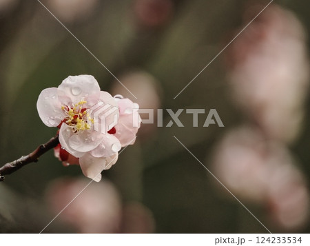 春の訪れを告げる雨上がりの紅梅の花 春の訪れを告げる雨上がりの紅梅の花 124233534