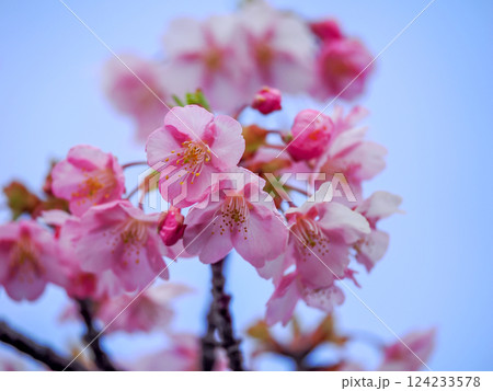 河津桜のある風景 河津桜のある風景 124233578