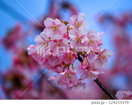 河津桜のある風景 河津桜のある風景 124233579