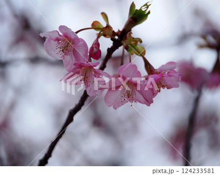 河津桜のある風景 124233581