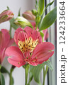 blooming scarlet alstroemeria, beautifully collected in a bouquet near the window 124233664