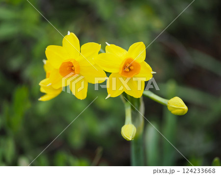 黄色い水仙の花 黄色い水仙の花 124233668