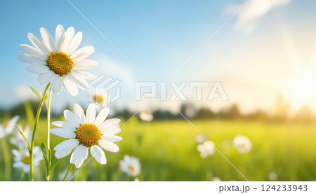 Bright field of daisies under sunlight, creating serene atmosphere 124233943