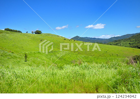 中国地方・秋吉台・美東展望所周辺の風景、カルスト台地の牧草地と放牧中の牛・山口県美弥市(1) 124234042