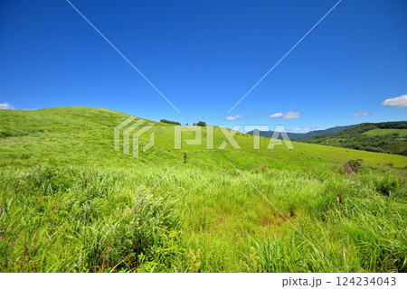 中国地方・秋吉台・美東展望所周辺の風景、カルスト台地の牧草地と放牧中の牛・山口県美弥市(2) 124234043