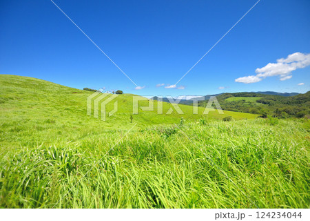 中国地方・秋吉台・美東展望所周辺の風景、カルスト台地の牧草地と放牧中の牛・山口県美弥市(3) 124234044