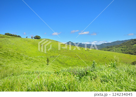 中国地方・秋吉台・美東展望所周辺の風景、カルスト台地の牧草地と放牧中の牛・山口県美弥市(4) 124234045