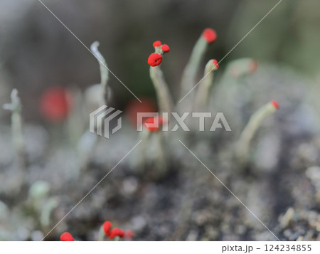 地衣類　ハナゴケ科コアカミゴケの赤い子器 124234855