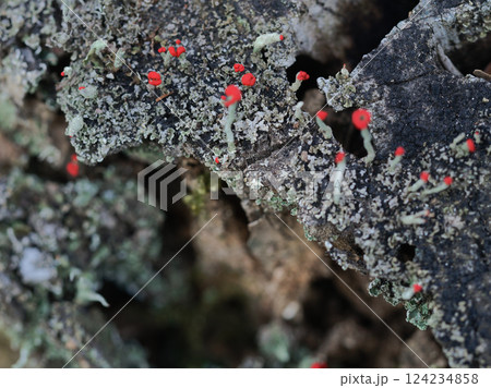 地衣類 ハナゴケ科コアカミゴケの赤い子器 地衣類 ハナゴケ科コアカミゴケの赤い子器 124234858