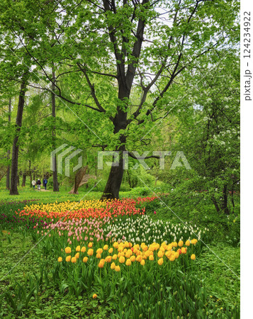 Vertical view of flowerbed with colorful tulips in spring Vertical view of flowerbed with colorful tulips in spring 124234922