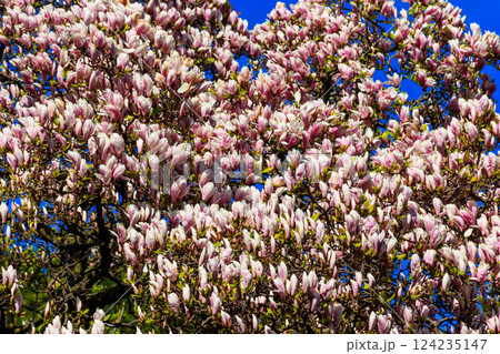 Beautiful blooming pink magnolia tree in park Beautiful blooming pink magnolia tree in park 124235147