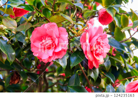 Beautiful blooming camellia tree in park Beautiful blooming camellia tree in park 124235163