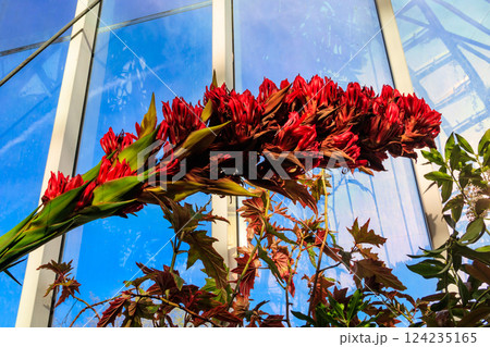 Beautiful blooming giant spear lily (Doryanthes palmeri) in greenhouse 124235165