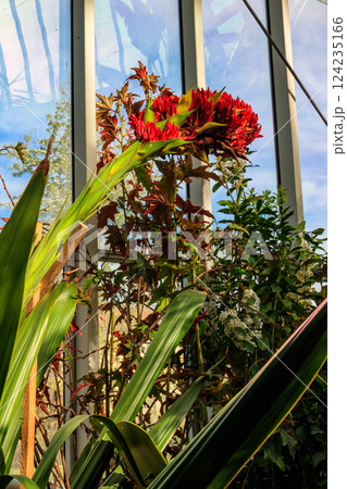 Beautiful blooming giant spear lily (Doryanthes palmeri) in greenhouse Beautiful blooming giant spear lily (Doryanthes palmeri) in greenhouse 124235166