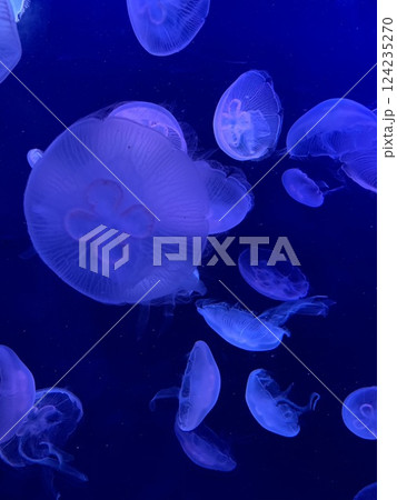 浮遊するクラゲ 124235270