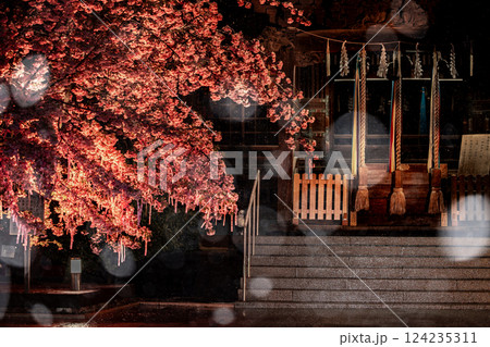 雪降る夜、桜神宮の河津桜 124235311