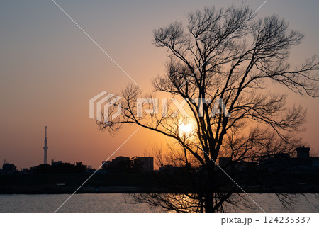 江戸川の夕焼けと枯れ木と東京スカイツリー 江戸川の夕焼けと枯れ木と東京スカイツリー 124235337