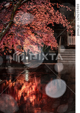 雪降る夜、桜神宮の河津桜 雪降る夜、桜神宮の河津桜 124235469