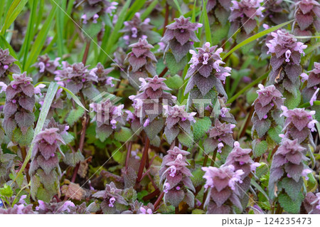 道端に咲くヒメオドリコソウ 124235473