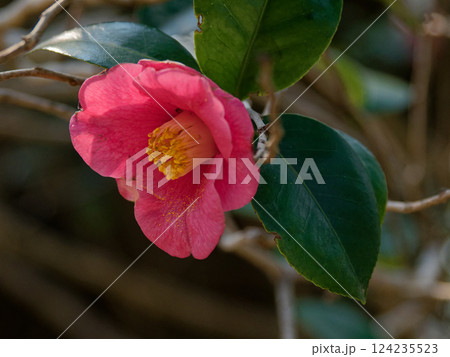 照葉樹林の樹木 ツバキ科ヤブツバキの赤い花 124235523