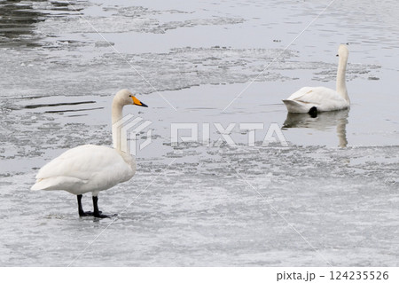 岩手県盛岡市の白鳥飛来地の高松池の氷が解け始めて泳ぐ白鳥とたたずむ白鳥 124235526