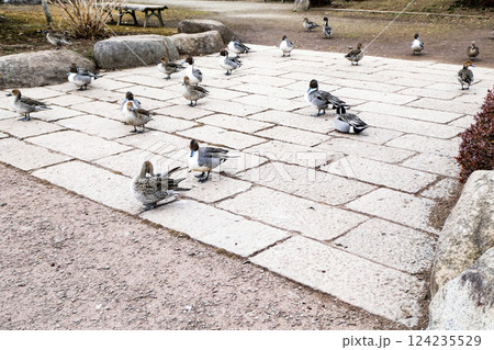 岩手県盛岡市高松池の周りで遊んでいるオナガガモの集団 岩手県盛岡市高松池の周りで遊んでいるオナガガモの集団 124235529