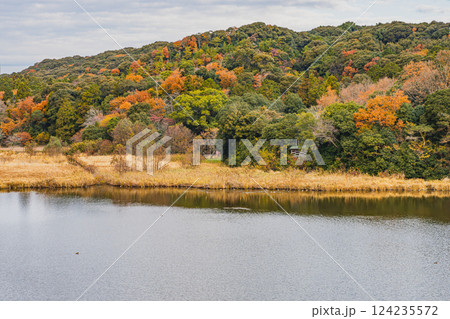 磐田市にある秋の桶ヶ谷沼の紅葉の風景(静岡県) 磐田市にある秋の桶ヶ谷沼の紅葉の風景(静岡県) 124235572
