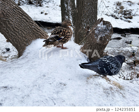 Pigeon and duck perched on snow-covered ground near a tranquil river in winter landscape. Nearby trees create a serene atmosphere against snowy backdrop Pigeon and duck perched on snow-covered ground near a tranquil river in winter landscape. Nearby trees create a serene atmosphere against snowy backdrop 124235851