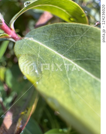 水滴がついてる葉 124236020