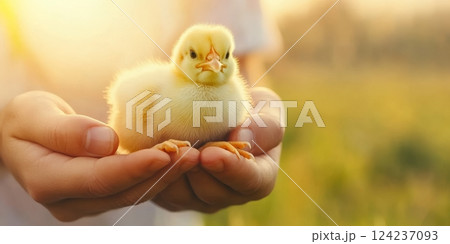 A farmer gently holds a fluffy baby chick while surrounded by a beautiful blurred rural landscape 124237093