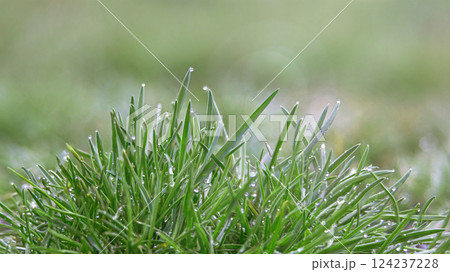 Dew on the spring, morning grass Dew on the spring, morning grass 124237228