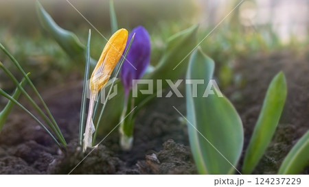The first colors of spring in crocus flowers The first colors of spring in crocus flowers 124237229
