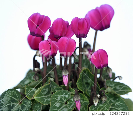 エレガントな赤色のシクラメン ( fix撮影 ) エレガントな赤色のシクラメン ( fix撮影 ) 124237252