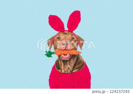 Cute dog, felt carrot and knitted bunny ears Cute dog, felt carrot and knitted bunny ears 124237293