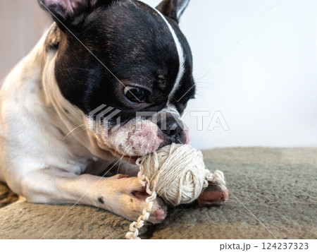 Cute puppy and a ball of yarn 124237323