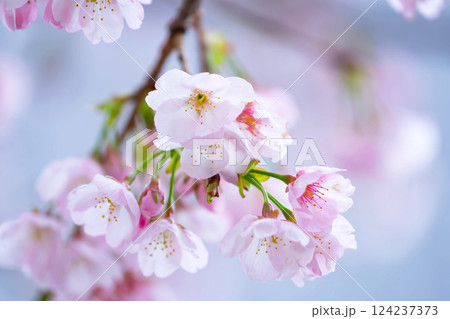 開花したばかりの桜 124237373