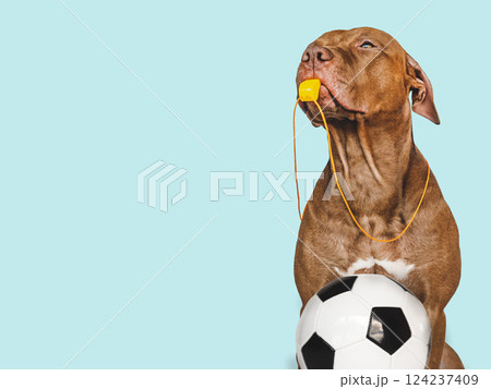 Charming puppy and soccer ball. Studio photo 124237409
