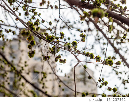 first blossoming leaves on tree and city houses first blossoming leaves on tree and city houses 124237562
