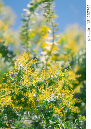 ミモザ　春イメージ 124237762