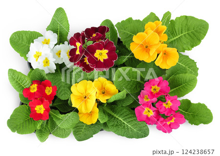 multi-colored primrose isolated on white background. Top view. Flat lay 124238657