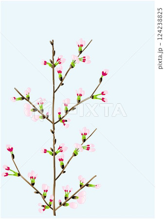 桜の花と枝のベクターイラスト 124238825