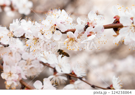 Close up of a cherry blossom branch 124238864