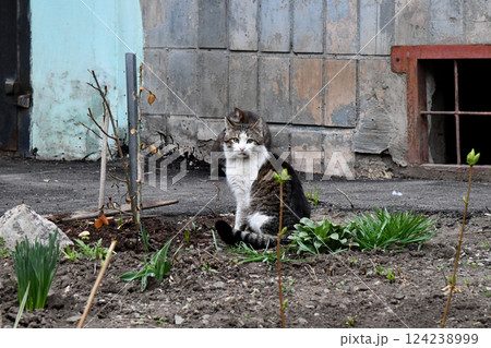The cute gray fat British shorthair cat is sleeping on a warm and comfortable pet sofa bed. The sun shines through the window. It enjoys the tranquility and effectively relieves 124238999