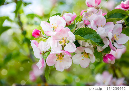 Spring flowering of orchard, delicate pink apple blossoms on tree branch, spring 124239462